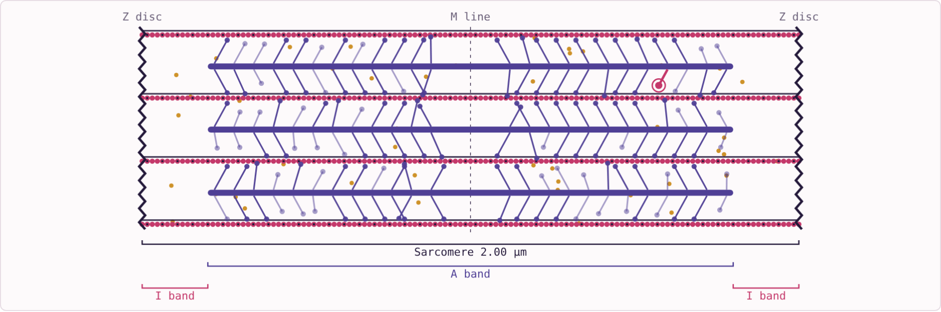 Screenshot of Twitch Lab: a contracted sarcomere with pink actin filaments, violet myosin heads bound in cross-bridges, calcium ions, and labeled Z discs, M line, A band and I bands.